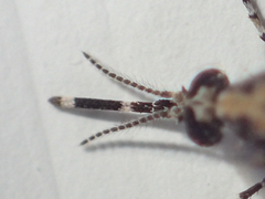 Aedeomyia catasticta