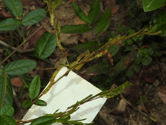 Grona heterocarpos angustifolia