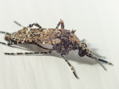 Aedeomyia catasticta