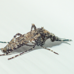 Aedeomyia catasticta