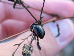 Chrysolina lucidicollis