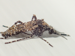 Aedeomyia catasticta