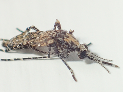 Aedeomyia catasticta