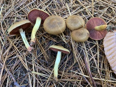 Cortinarius tinctorum