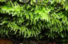 Cryphaea heteromalla