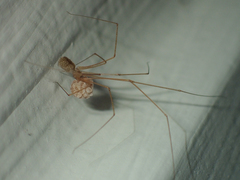 Micropholcus fauroti