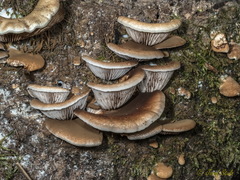 Pleurotus cornucopiae