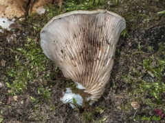 Pleurotus cornucopiae