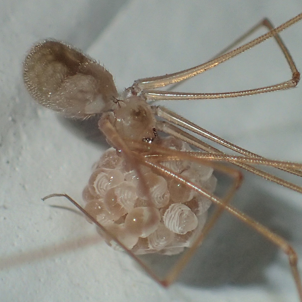 Micropholcus fauroti
