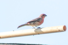 Haemorhous mexicanus