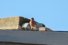 Haemorhous mexicanus