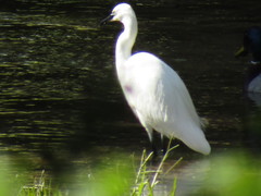 Egretta garzetta