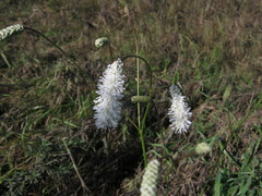 Sanguisorba parviflora