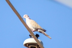 Streptopelia decaocto