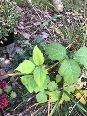 Toxicodendron radicans