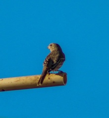 Haemorhous mexicanus