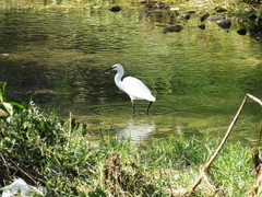 Egretta garzetta