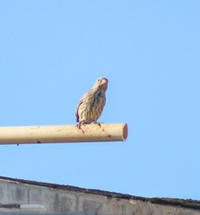 Haemorhous mexicanus