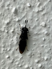 Hermetia sexmaculata