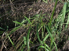 Sanguisorba parviflora