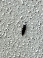 Hermetia sexmaculata