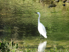 Egretta garzetta