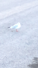 Chroicocephalus ridibundus