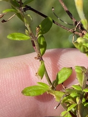 Chaenostoma integrifolium