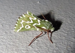 Drepanogynis bifasciata