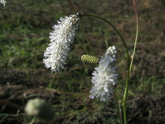 Sanguisorba parviflora