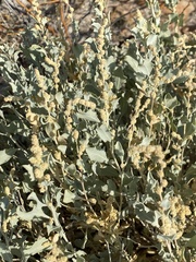 Atriplex acanthocarpa