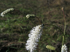 Sanguisorba parviflora