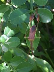 Chondrocera laticornis