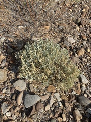 Atriplex acanthocarpa
