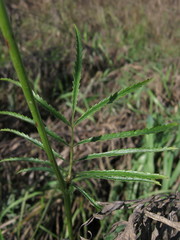 Sanguisorba parviflora