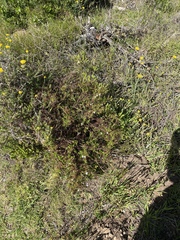 Chaenostoma integrifolium