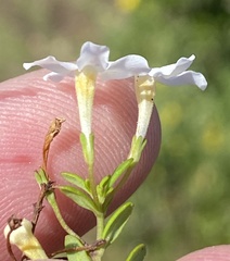 Chaenostoma integrifolium