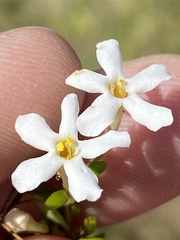 Chaenostoma integrifolium