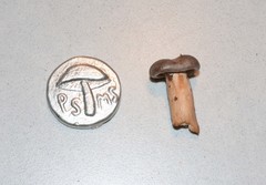 Lactarius kauffmanii