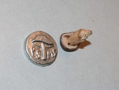 Lactarius kauffmanii