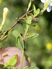 Chaenostoma integrifolium