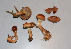 Pholiota lubrica