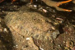 Zeugopterus punctatus