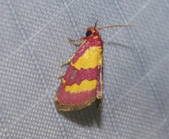 Phoenicophanta bicolor