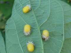 Epilachna varivestis