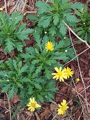 Euryops pectinatus