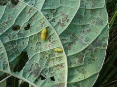 Epilachna varivestis