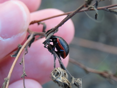 Chrysolina lucidicollis