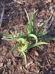 Euphorbia pseudotuberosa