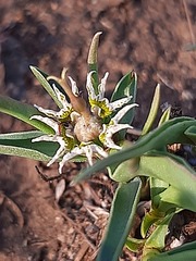 Euphorbia pseudotuberosa